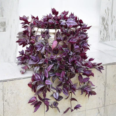 2 Purple Wandering Jew Plants Live Houseplants, Rooted Cuttings Tradescantia Live Plant for Décor, Fast-Growing and Easy to Grow, Starter Size