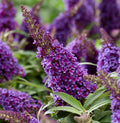 Butterfly Bush Plant, Fragrant Buddleia Shub, Spring-Flowering Butterfly Bush 5-8 Inches (Dark Purple)
