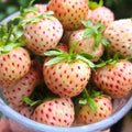 Combo 10 Roots White Strawberry Carolina Pineberry Live Plants, Indoors Outdoor for Planting, Very Fragrant, Sweet Flavor