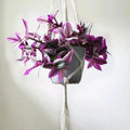 Wandering Jew Plant in 2'' Pot, Tradescantia Plant Live, Tradescantia Trailing Vine, Fast-Growing Indoor Houseplant (Pink Tradescantia Nanouk)
