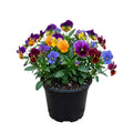 Pansy Plant, Mix Colorful Pansy Plant in Pot, Live Flowering Pansies for Indoor Outdoor Planting, Spring Flower Plant, 3-5 Inch Tall