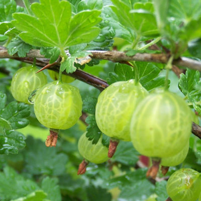 Gooseberry Bush Live Plant Well Rooted, 5-9 Inch Tall, Sweet Gooseberry Plant Live for Planting