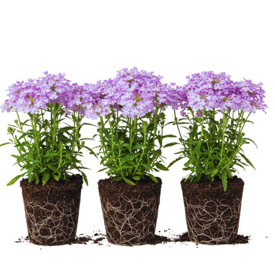 3 Verbena Plants Live, Lavender Verbena Flower Plants, Ground Cover Hanging Basket Plant, 5 to 7 Inc
