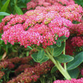 Autumn Sedum Plant Live, Quart Pot, Sucullent Plant Live Indoor Outdoor, Sedum Flower Live Plant from 4 to 6 Inc Tall
