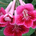 Strawberry Ice Streptocarpus Plant Live, Ladyslipper Primrose Flowering Houseplant in 3.25 Inch Pot, Indoor Blooming Plants for Planting, 4-8 Inches