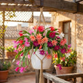 Set 2 Mix Easter Cactus Plants Live, Assorted Holiday Easter Cactus Live Plants, 2 Inc Pot, 3-5 Inc Tall, Vibrant Bloom Color Succulent Houseplant