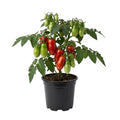 Tomato Plant Live 4 Inch Pot, Small Fruit Tomato Plant for Raised Beds, Patio Containers or Outdoor Growing, 4-6 Inches (San Marzano Tomato)