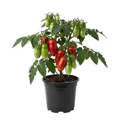 Tomato Plant Live 4 Inch Pot, Small Fruit Tomato Plant for Raised Beds, Patio Containers or Outdoor Growing, 4-6 Inches (San Marzano Tomato)