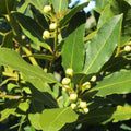 Bay Leaf Plant Live, Bay Laurel Culinary Herb, 5–8 Inches Tall, Well Rooted Starter Plant, No Pot, Ready for Indoor or Outdoor Growing