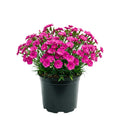 Dianthus Plant Live, Dianthus Live Plant in Pot, 4-8 Inc Tall, Vibrant Blooms, Fragrant Hardy Perennial Flowers for Indoor Outdoor Growing (Pink Purple)