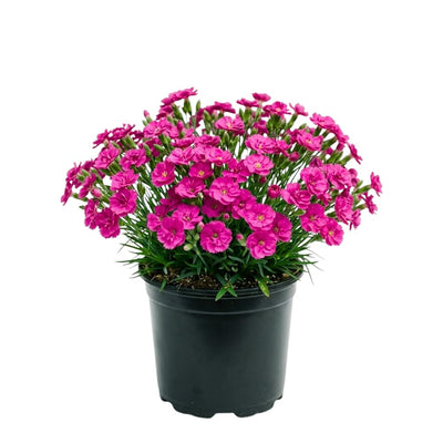 Dianthus Plant Live, Dianthus Live Plant in Pot, 4-8 Inc Tall, Vibrant Blooms, Fragrant Hardy Perennial Flowers for Indoor Outdoor Growing (Pink Purple)