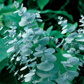 Baby Blue Eucalyptus Plant Live Potted 2.5 Inc, Fragrant Eucalyptus Tree Starter, Well Rooted for Planting