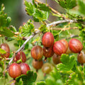 Red Gooseberry Plant Live, Gooseberry Bush Live Plant 5 to 9 Inch Tall, Gooseberry Fruit Tree