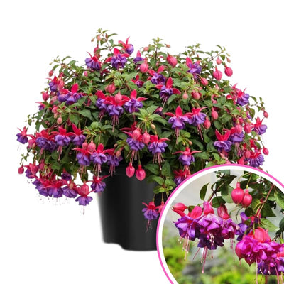 Live Fuchsia Plant in 4 Inch Pot, Hardy Flowering Fuchsia Starter Plant, Hanging Basket or Shade Garden Outdoor Plant