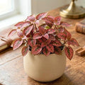 Polka Dot Live Plant, Polka Dot Plant, Small Indoor Plants, 2.5 Inches Pot for Indoor or Outdoor Houseplant (Red)