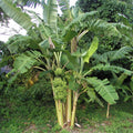 Sets 2 Banana Trees Live Plants in 2.5" Pot, Winter Hardy, Fruit Banana Plants Live for Planting, Basjoo Variety