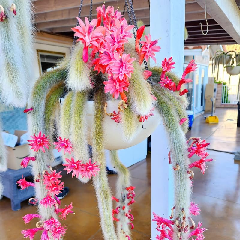 Trailing Monkey Tail Cactus Live Plant, 2 Inch Pot, Rare Succulent Plant for Indoor Growing, Pots and Hanging Planters