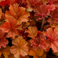 Cherry Coral Bells Heuchera Live Plant in 2.5 Inch Pot, Perennial and Shade Heucherella Bushes Shrubs Plant