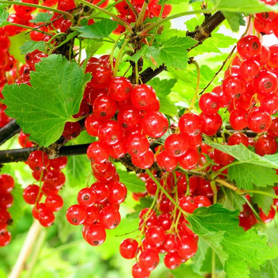 Currant Plant Live for Planting, Red Curant Bush Live Plant 5-9 Inch Height, Curant Berry Fruit Tree
