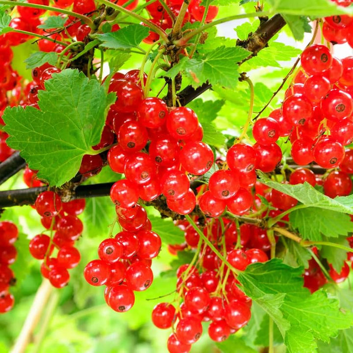 Currant Plant Live for Planting, Red Curant Bush Live Plant 5-9 Inch Height, Curant Berry Fruit Tree