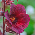 2 Cranberry Hibiscus Plants Live, 4 Inc to 6 Inc in Height, Fragrant Flower Plant, Red Hibiscus Plant Well Rooted for Planting