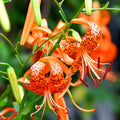 10 Tiger Lilies Bulbs for Planting, Turks Cap Lily Bulbs for Planting Outdoors, Annual Flower Bulb Garden