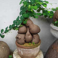 Stephania Cephalantha Bulb, Various Size for Fast Growing Stephania Plant Indoor Outdoor, Erecta Caudex Like, Rare Succulent Houseplant (Large, 3.5-4 Inches Wide)