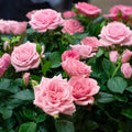 Mini Rose Plant Live, Miniature Rose Bush in 3.5" Pot, Spring Blooming Mini Rose, 4–5" Tall, Indoor Outdoor Flowering Plant for Home Garden