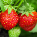 25 Strawberry Bare Roots, Strawberry Plant Live, 5 to 7 Inc Tall, Fruit Garden Indoor Outdoor, Easy to Plant