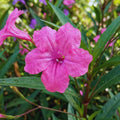 Set 6 Mexican Petunias Live Plants, Mexican Petunia Plants, Well Rooted, 5 to 7 Inc Tall, Shrub Plant Live for Growing Indoor Outdoor (Pink)