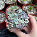 Ceropegia Woodii Variegated String of Hearts Live Plant, Rare Succulent Houseplant Indoor Home Decoration