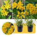 2 Yellow Milkweed Plants Live Butterfly Asclepias Tuberosa, Wildflowers Perennial Bush, Swamp Common Plant, 5-9" in Tall, No Pot