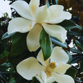 Sweetbay Magnolia Plant Live, Magnolia Tree Live Plant, Shrub Plant Live, 6 to 12 Inches Tall, Magnolia Flower