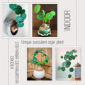 Stephania Cephalantha Live Plant, Rare Caudex Succulent, 2-2.5" Wide Caudex, Cold Hardy Houseplant for Indoor Decor