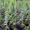 Baby Blue Eucalyptus Live Plant in 2.5-Inch Pot, Fragrant Silver-Blue Eucalyptus for Indoor or Outdoor Growing, Well-Rooted Starter Plant