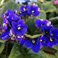 African Violet Plant, Blue African Violets Live Plants, 4 to 6 Inc Tall