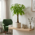 Money Tree, Live Money Tree Houseplant, 6-10 Inc Tall, Air Purifying, Easy Care Indoor Plant, Ideal for Living Room, Office Decoration