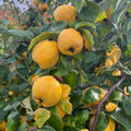 Quince Tree Plant Live, Well-Rooted Fruit Tree, 2-3 Ft Tall