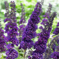 Potted Butterfly Bush Live Plant, 5-9" in Tall, Cold Hardy, Spring Outdoor PlantingBlooms Summer to Fall, Dormant in Winter (Violet Buddleia Plant)