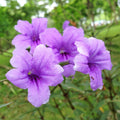 Purple Mexican Petunia Plant Live in 4" Pot, Petunias Live Plants from 3 to 5 Inches Tall, Perennial and Vibrant Flowers for Indoor Outdoor Planting