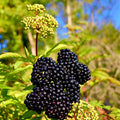 Elderberry Plant, Elderberry Bushes Live Plant, Quart Pot, 6 to 10 Inch Tall, Dormant in Winter