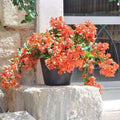 6"-10" Orange Bougainvillea Plant Live for Planting