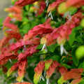 Set of 2 Red Shrimp Live Plants, Shrimp Flower, Justica Brandegeana Plant, 4-7 Inches Tall for Indoor or Outdoor Planting