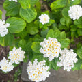 2 Traling White Lantana Plants Live Trees, Ready to Bloom, Hardy Long Blooming Seasons, Vibrant Colorful Perennial Fragrant, 5-10" in Tall, Full Sun Growing