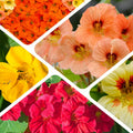 Nasturtium Plants Live 4-6 Inches, 2 Plants per Pot, Live Trailing Flowers for Gardens, Containers, and Borders