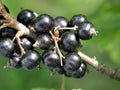 1 Black Currant Plant Live for Planting, Black Currant Bush 1 Year Bare Root, Black Current Berries Ready to Grow