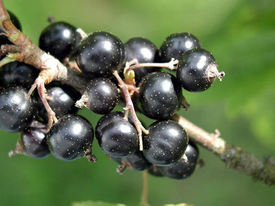1 Black Currant Plant Live for Planting, Black Currant Bush 1 Year Bare Root, Black Current Berries Ready to Grow