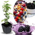 Sweet Thornless BlackBerry Plants Live for Planting, 8 Months Old BlackBerry Fruit Tree for Growing Outdoor, High Yielding, Dormant in Winter