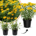 2 Yellow Milkweed Plants Live Butterfly Asclepias Tuberosa, Wildflowers Perennial Bush, Swamp Common Plant, 5-9" in Tall, No Pot