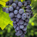 Well Rooted Black Grape Vine Plant, Seedless Black Grape Tree, Fruit Vine Plant Live in 2.5 Inc Pot